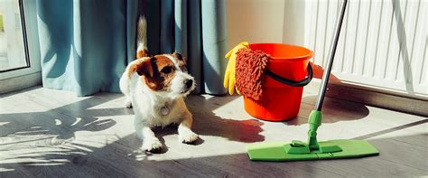 Teppich Reinigungstipps für Tierhalter